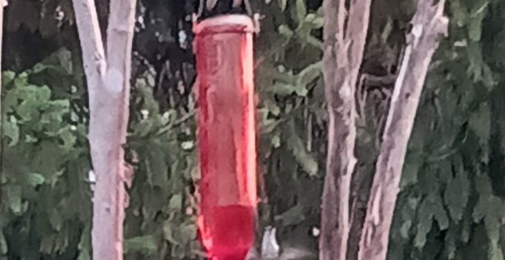 Hummingbird season best tips