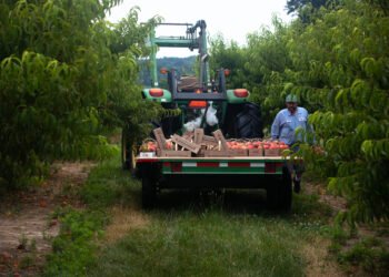 Abnormal winter weather hurts summer peaches