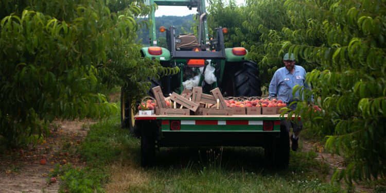 Abnormal winter weather hurts summer peaches