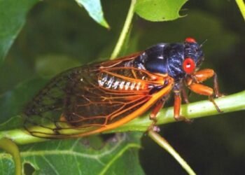 Cicada brood XIX on the way this summer