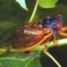 Cicada brood XIX on the way this summer