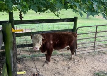 Bull out for a stroll in local neighborhood rounded up after two-day chase