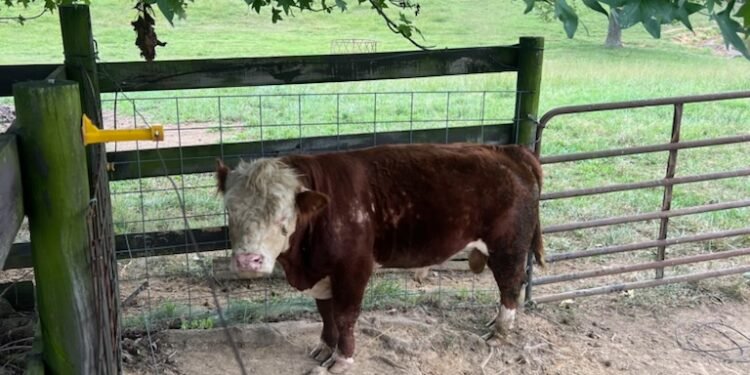 Bull out for a stroll in local neighborhood rounded up after two-day chase