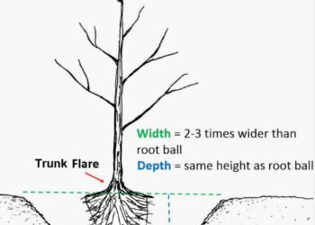Taking care when planting trees will ensure they grow and prosper