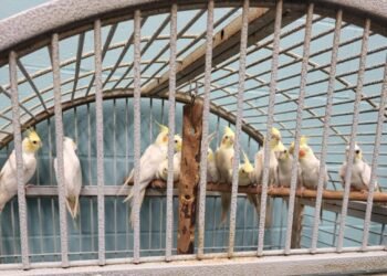 Exotic bird rescue saves 41 from unhealthy conditions