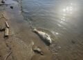 Dead carp floating in river a result of higher temps, less oxygen in the water