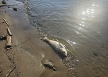 Dead carp floating in river a result of higher temps, less oxygen in the water