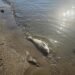 Dead carp floating in river a result of higher temps, less oxygen in the water