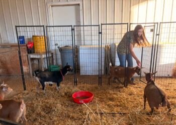 Henderson County teen vies for title at North American International Livestock Exposition