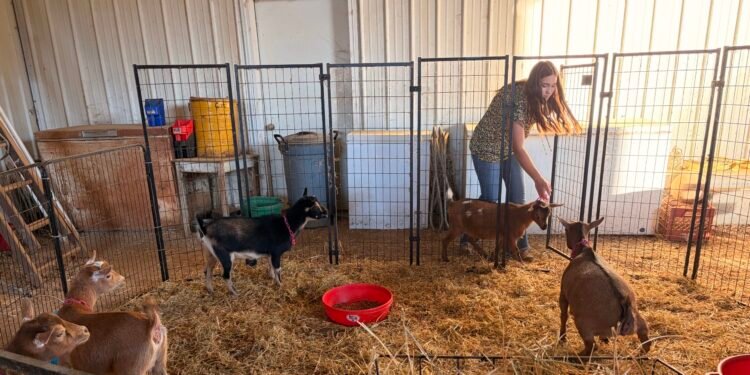 Henderson County teen vies for title at North American International Livestock Exposition