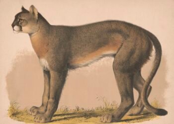 Henderson County was once mountain lion territory