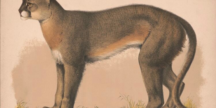 Henderson County was once mountain lion territory
