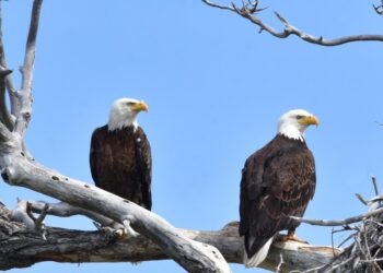 Bird watching tours offer enrichment to start off the new year