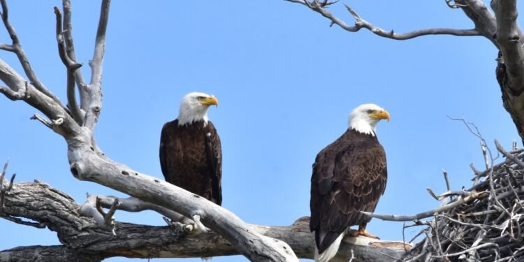 Bird watching tours offer enrichment to start off the new year