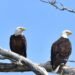 Bird watching tours offer enrichment to start off the new year