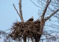 The natural world at Sloughs WMA