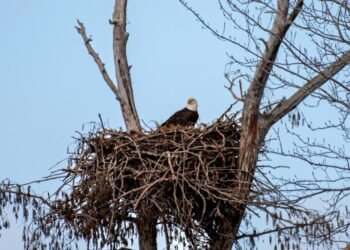 The natural world at Sloughs WMA