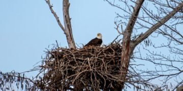 The natural world at Sloughs WMA