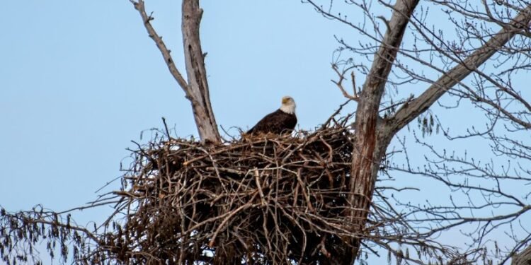 The natural world at Sloughs WMA