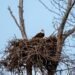 The natural world at Sloughs WMA