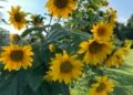 BIZ BRIEFS: Feldman Farms; Henderson Brew Co.