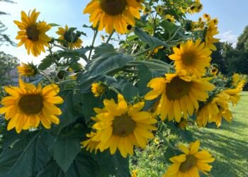 BIZ BRIEFS: Feldman Farms; Henderson Brew Co.