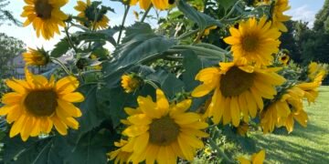 BIZ BRIEFS: Feldman Farms; Henderson Brew Co.