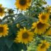 BIZ BRIEFS: Feldman Farms; Henderson Brew Co.