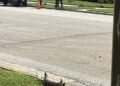 Armadillos sighted in Henderson city limits
