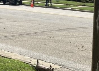 Armadillos sighted in Henderson city limits