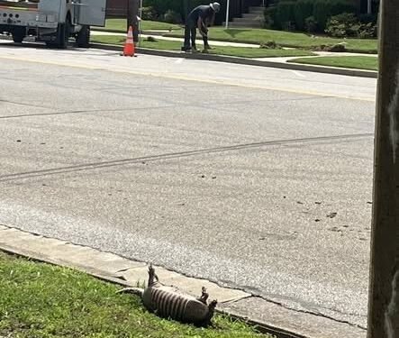 Armadillos sighted in Henderson city limits