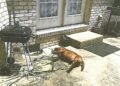 No charges will be filed in connection to dog’s death in July