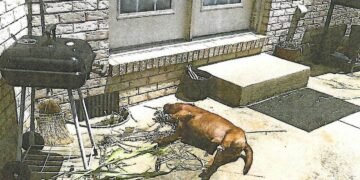 No charges will be filed in connection to dog’s death in July