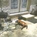 No charges will be filed in connection to dog’s death in July