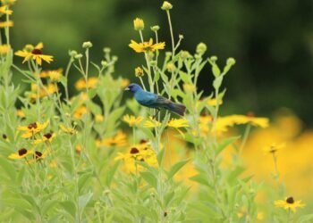 Public gardens offer much to see—even in August’s dog days
