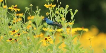 Public gardens offer much to see—even in August’s dog days