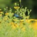 Public gardens offer much to see—even in August’s dog days