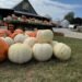 Capture that cozy fall feeling with a trip to the farm